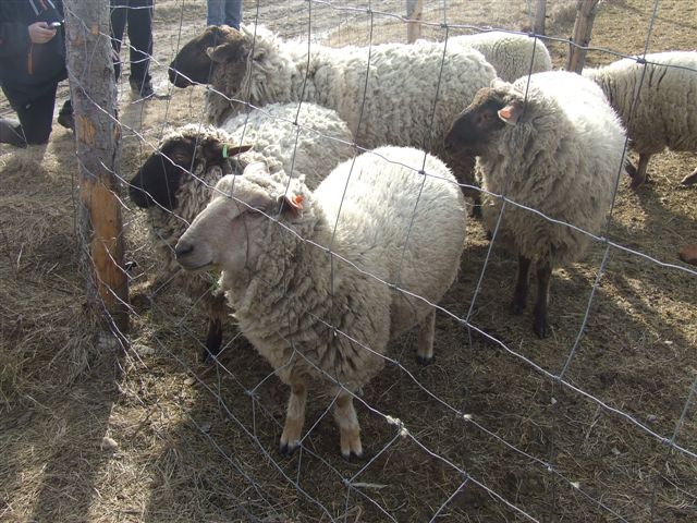 DSCF0075.JPG