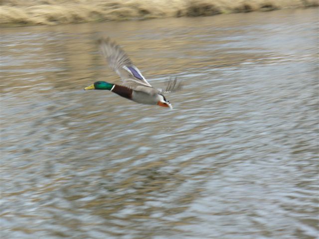 P1000248.JPG