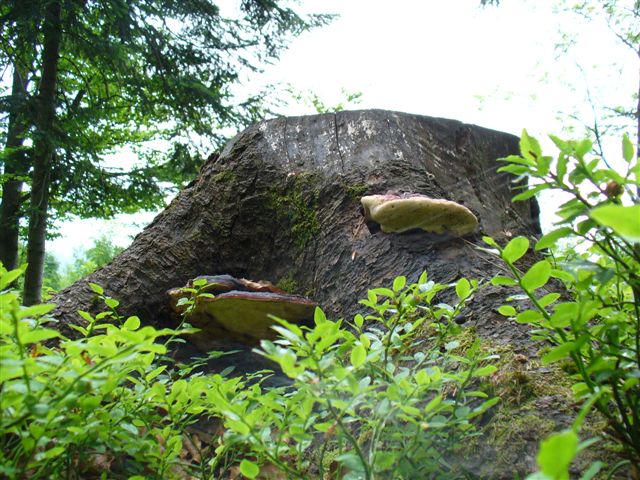 P1010007.JPG