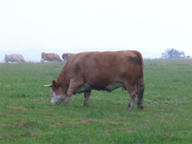P1010116.JPG